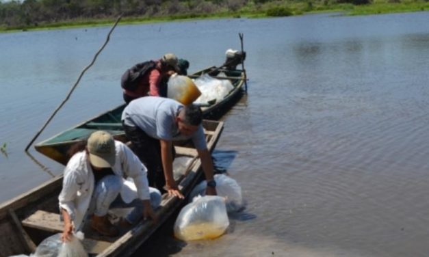 Ucayali: proyecto "Tres Cochas" planta 62,500 peces nativos de la Amazonía