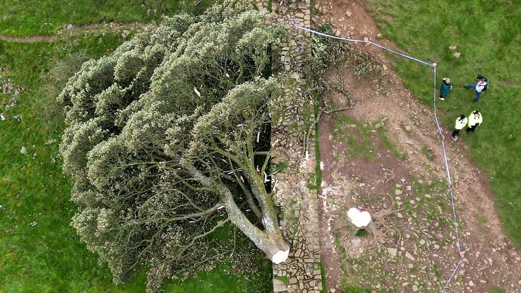 Dos individuos enfrentarán la justicia por talar árbol emblematico