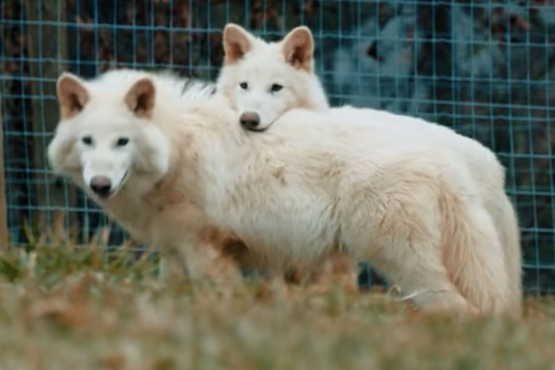 Traen a la vida a lobos extintos