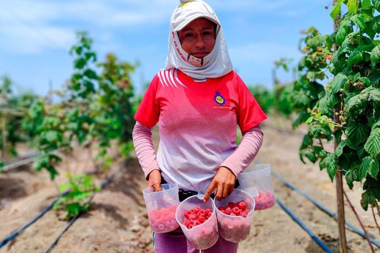Perú organiza primer Foro Internacional de la Frambuesa