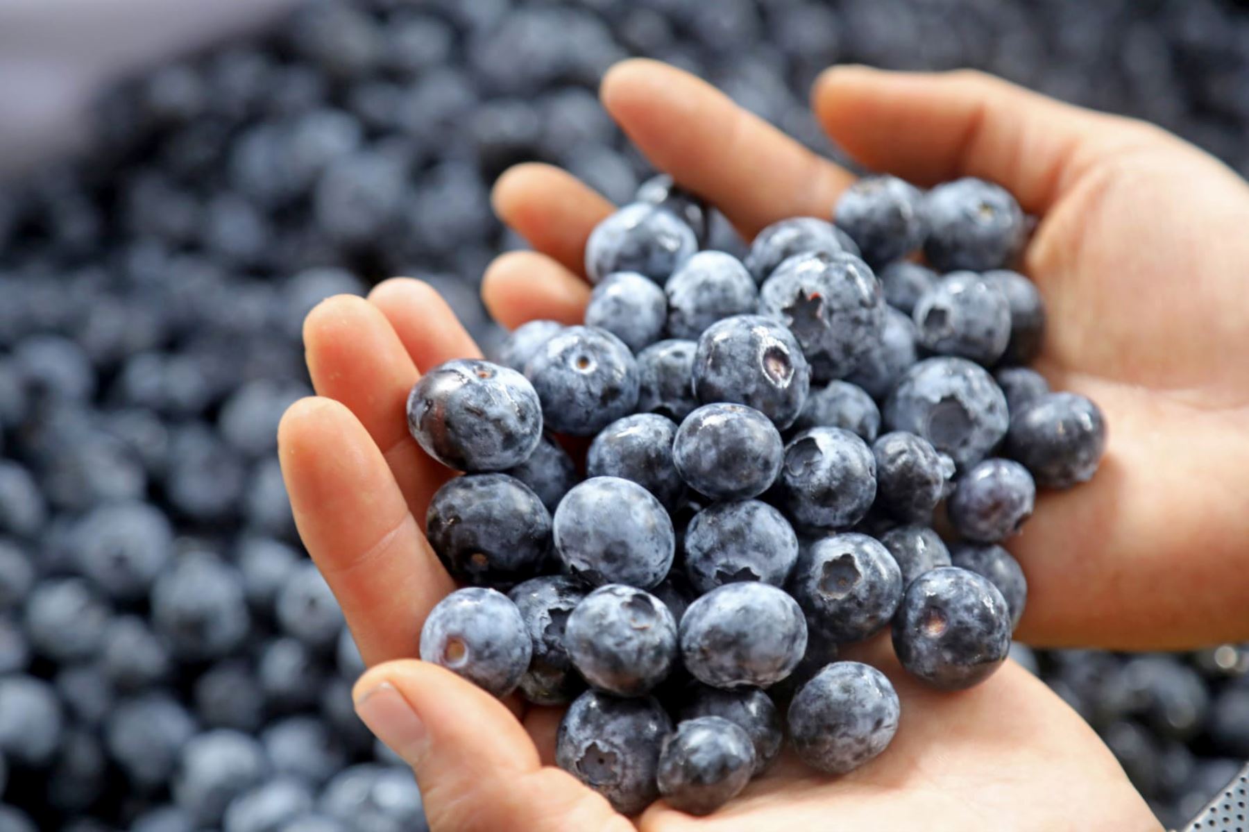 Gobierno autoriza importación de 150 mil plantas de arándano