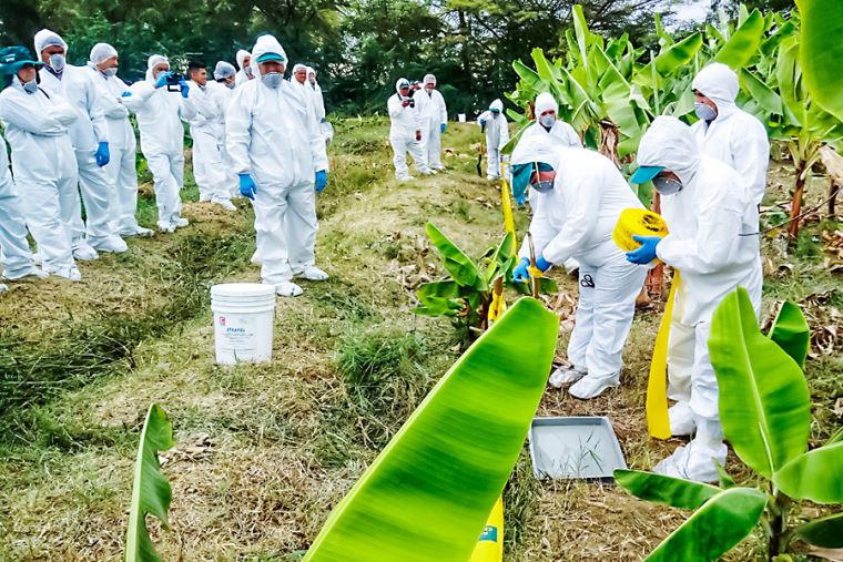 Midagri impulsa sanidad vegetal como pilar de la seguridad alimentaria