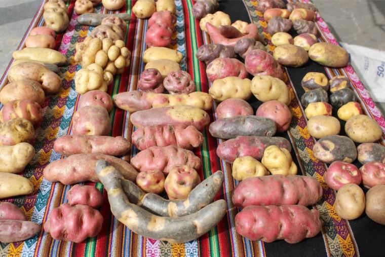 Perú conquista el mercado brasileño para exportar su papa fresca