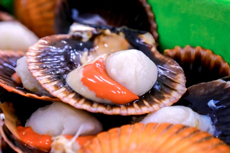 Perú autoriza extracción controlada de concha de abanico