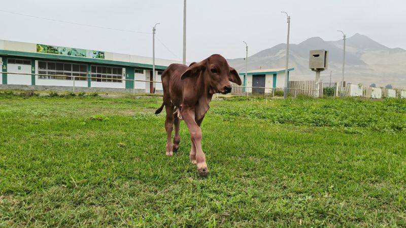 Nace en Huaral primer ternero élite con genética de campeón